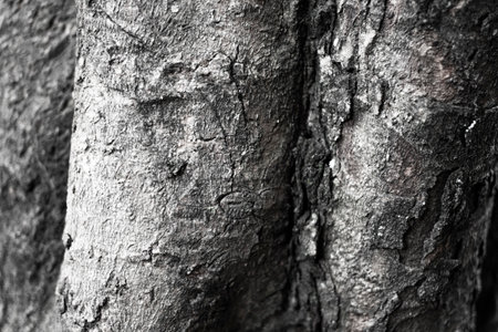 Black and white tree bark texture. Abstract background and texture for design.の写真素材