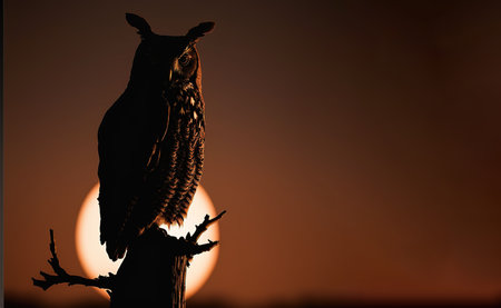 Silhouette of owl sitting on a tree branch at sunset.の写真素材