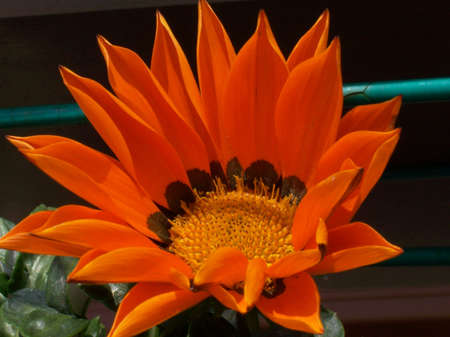 flowerの写真素材