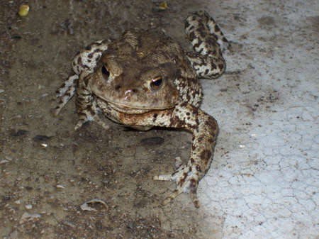 toad