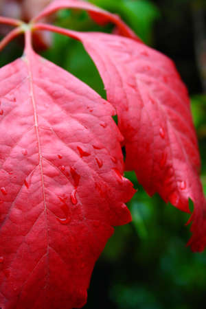 A photo of a red leaf in the autumnの写真素材