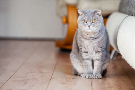 Scottish fold breed domestic cat sits on wooden floor near the scratched leather sofa. Left side space for copy. Cat scratches the leather of furniture. Concept of damage from pets in home.の写真素材