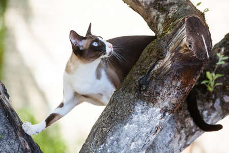 Oriental cat playing in the garden with leaves on tree in summer. Cat is looking for bird. The Oriental Shorthair is a breed of domestic cat that is closely related to the Siamese.の写真素材