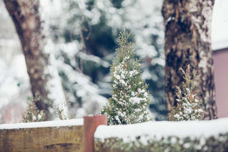 Beautiful winter snowy tree covered with snow at frosty afternoon