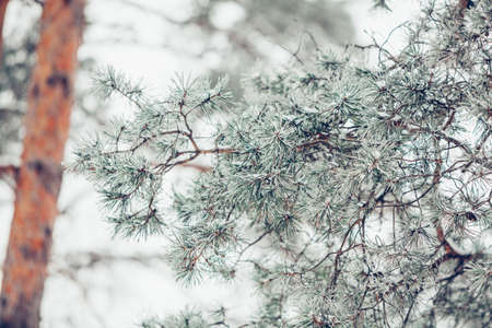 Beautiful winter snowy pine tree branch covered with snow at frosty afternoon