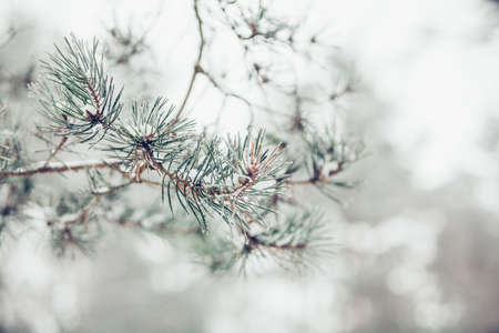 Beautiful winter snowy pine tree branch covered with snow at frosty afternoon