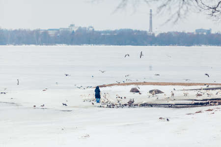 flock of birds in winter person feeding swansの写真素材