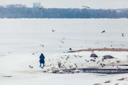 flock of birds in winter person feeding swansの写真素材