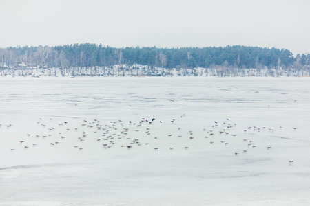birds in winter landscape with fog and snowの写真素材