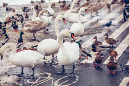 Swans and ducks in winter	の写真素材