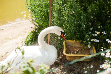 swan eating near grass in summer	の写真素材