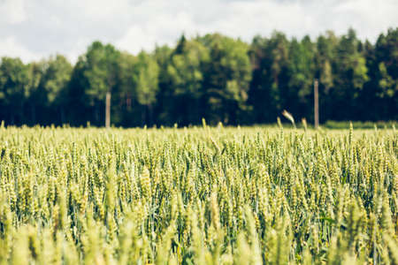 green wheat field in Latvia close up	