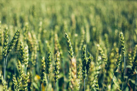 green wheat field in Latvia close up	の写真素材