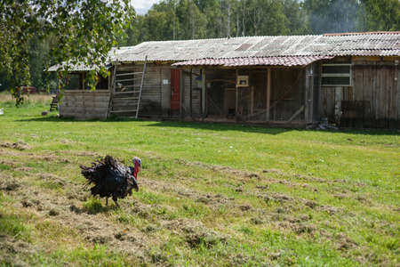 turkey bird in the farm