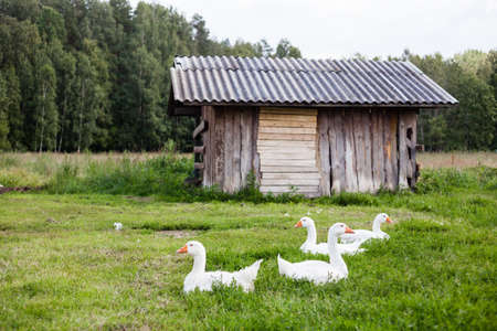 flock of swans resting on meadowの写真素材