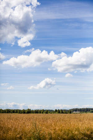landscape with green field and blue sky	の写真素材