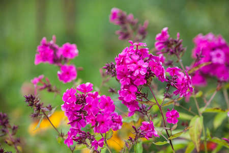pink flowers in the garden