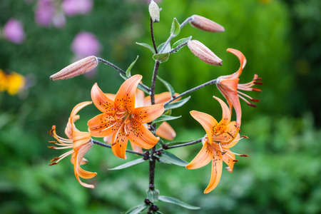 orange lily on dark green backgroundの写真素材