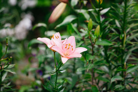 pink lily flower in the gardenの写真素材