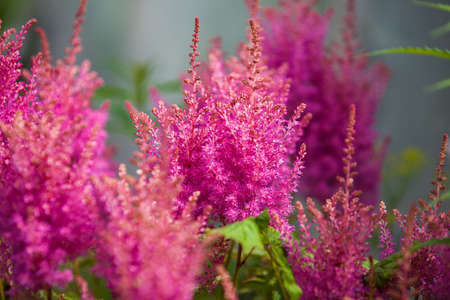 pink flowers in the gardenの写真素材