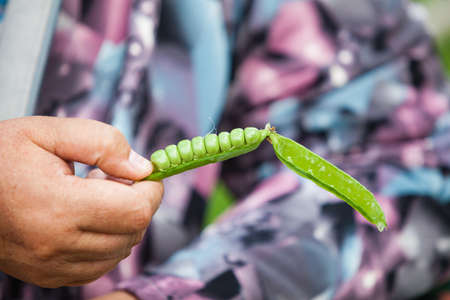 woman holding green fresh peas on purple backgroundの写真素材