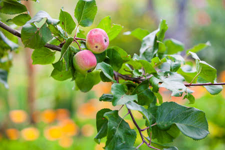 tree branch red apples on a treeの写真素材
