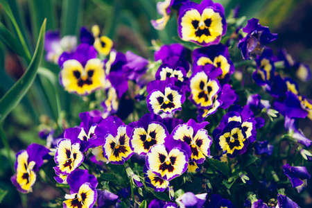 pansy flowers in the garden	の写真素材