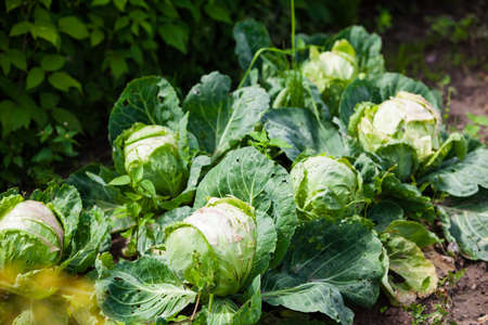 cabbage growing in the garden, Scientific name: Brassica oleracea var. capitata	の写真素材