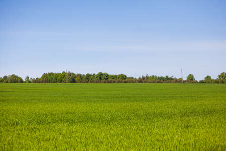 View of countryside meadow with fresh green lush grass in Latvia, Europe. Rural agricultural grass field pastures. Natural landscape with blue sky, trees and bushes in background.の写真素材