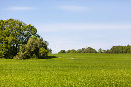 View of countryside meadow with fresh green lush grass in Latvia, Europe. Rural agricultural grass field pastures. Natural landscape with blue sky, trees and bushes in background.の写真素材