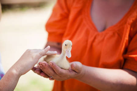 Little cute domestic goose chick on palms of woman's hands. Child is petting fluffy bird. Selective focus with natural green background. Animal friendly organic farming in rural Europe.の写真素材