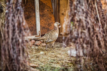 Coturnix Quail modern farming. Common quail female bird in motion blur difficult to see. Free Range...
