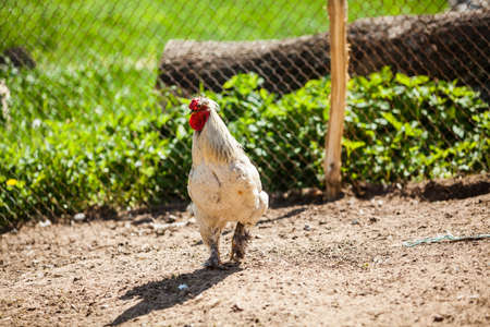 Thoroughbred rooster with fluffy long feathers on legs looking for food grazing outside of organic farm in summer. Free Range Cock at countryside in rural Europe. Animal friendly organic farmingの写真素材
