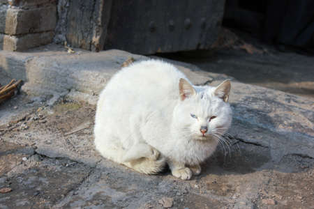 White cat の写真素材