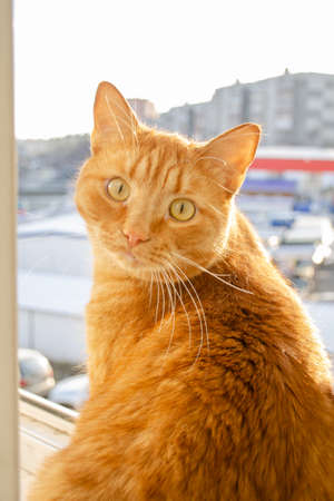 The ginger cat looks out the open window of apartment to the street. Beautiful vertical photo of a...