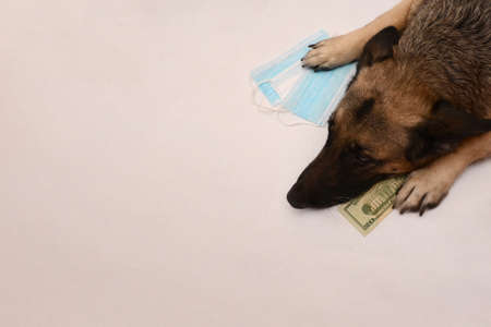 German shepherd holds paws dollars and medical masks. Sad cloud due to rising mask prices due to the...