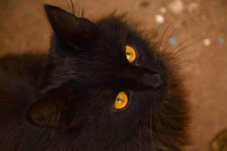 A black cat with yellow eyes looks directly at the screen. A beautiful cat is photographed from above.の写真素材