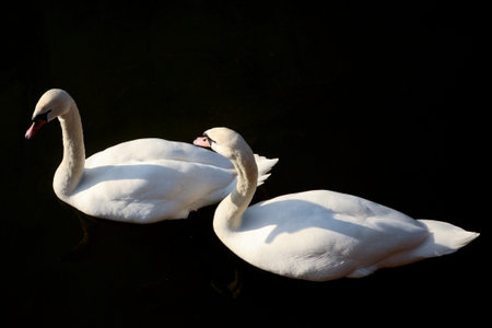 A pair of white swans on a sunny day. Graceful birds on a background of dark, calm water. Photo taken from above.の写真素材