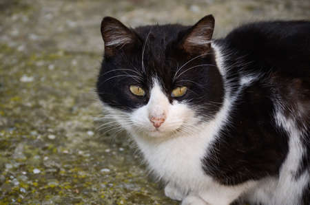 Portrait of a black and white cat on the street, in the rays of the sun. A beautiful, expressive look.の写真素材
