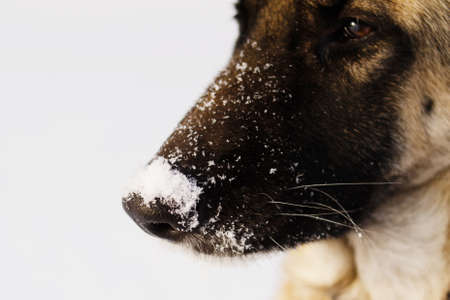 White snowflakes on the nose of german shepherd close-upの写真素材