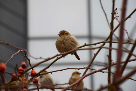 Sparrow on a branch close-up. Overcast autumn day.の写真素材