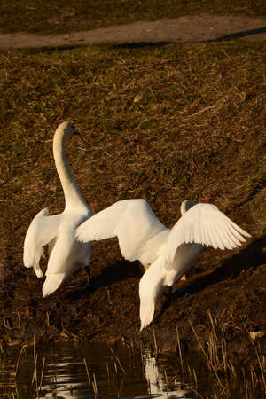 A pair of white swans emerges from the water on a sunny day. One spread its wings. Swans are a symbol of love and fidelity. The photo is vertical.の写真素材