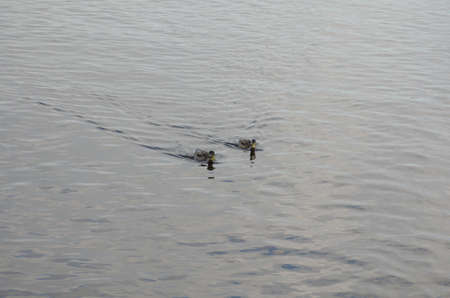 Wild ducks swim on calm lake. Waterfowl with brown plumage and yellow beak.