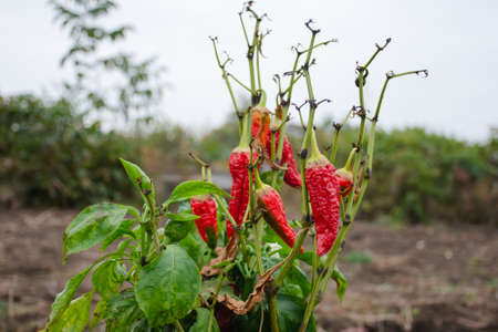 Dry red chili peppers hang on bush. The fruits withered due to disease.