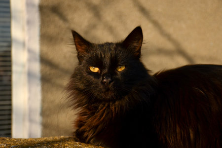 A black cat with yellow eyes looks directly at the screen. Portrait of a beautiful cat on the street in the rays of the sun.の写真素材