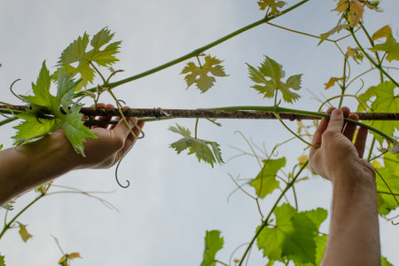The hands of a man tie a vine to support. gardening conceptの写真素材