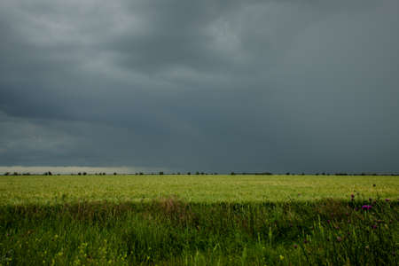 Green wheat field and storm clouds before rain. Summer landscape of farmland.