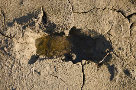 Water in footprint of a man in the mud. Brown wet footprint on the coast