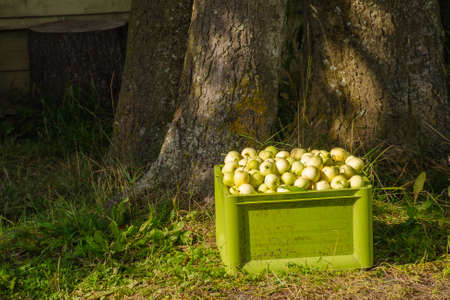 Many apples in a light green box on the street, free distributionの写真素材
