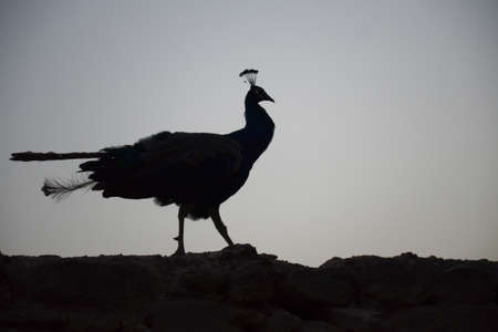 Black silhouette of a peacock on the wall, against the background of a gray night sky.の写真素材